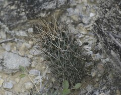 Ancistrocactus scheeri