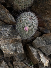 Mammillaria grahamii