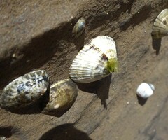 Siphonaria funiculata