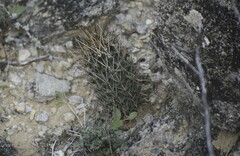 Ancistrocactus scheeri