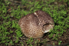 Calvatia cyathiformis