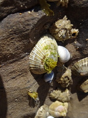 Siphonaria funiculata