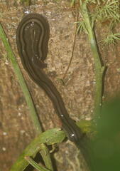 Bipalium
