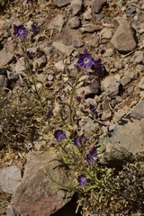 Malesherbia linearifolia