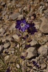 Malesherbia linearifolia