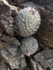Mammillaria grahamii