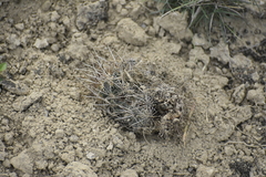 Ancistrocactus scheeri