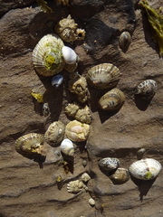 Siphonaria funiculata