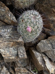 Mammillaria grahamii