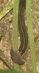 Bipalium