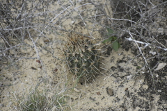 Ancistrocactus scheeri