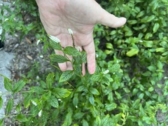 Heliotropium angiospermum