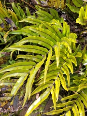 Blechnum montanum