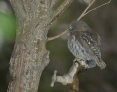 Glaucidium nana
