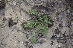 Astragalus emoryanus