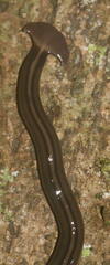 Bipalium