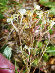 Polycarena lilacina lilacina