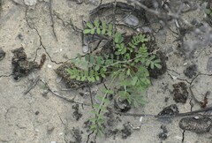 Astragalus emoryanus