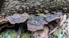 Agaricomycetes