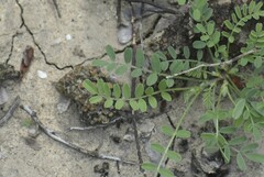 Astragalus emoryanus
