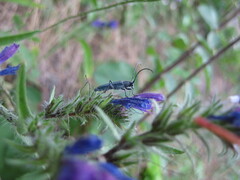 Phytoecia caerulescens