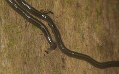 Bipalium