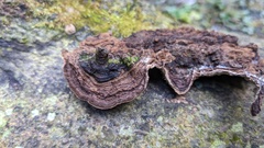 Agaricomycetes