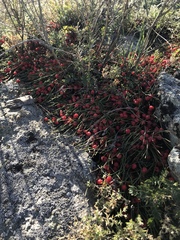 Ephedra monosperma