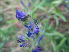 Phytoecia caerulescens