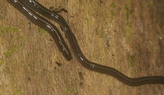 Bipalium