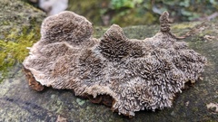 Agaricomycetes