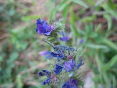 Phytoecia caerulescens
