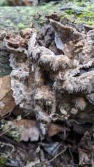 Agaricomycetes