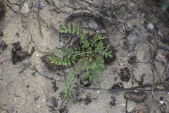 Astragalus emoryanus