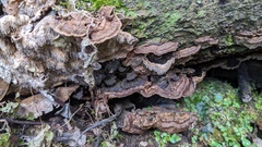 Agaricomycetes