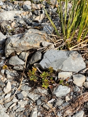 Phaulacridium marginale