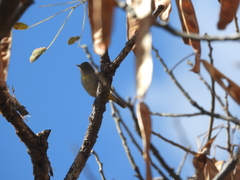 Leiothlypis virginiae
