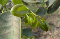 Memecylon umbellatum