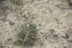 Bouteloua trifida