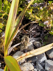 Phaulacridium marginale