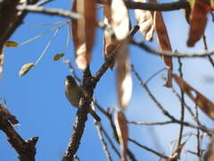 Leiothlypis virginiae