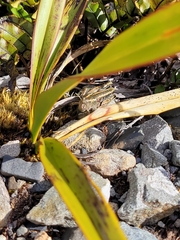 Phaulacridium marginale