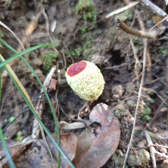 Gymnogaster boletoides