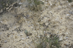 Bouteloua trifida