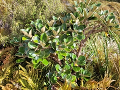 Brachyglottis bidwillii