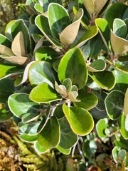 Brachyglottis bidwillii