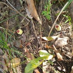 Gymnogaster boletoides