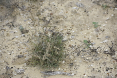 Bouteloua trifida