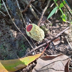 Gymnogaster boletoides