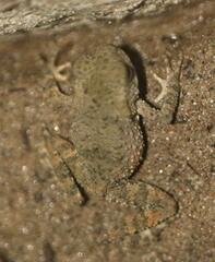 Bufonidae